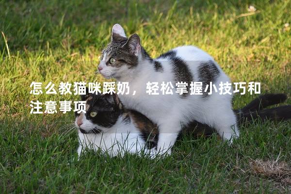 怎么教猫咪踩奶，轻松掌握小技巧和注意事项