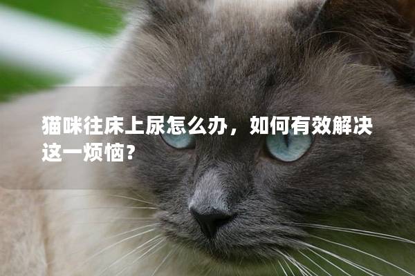 猫咪往床上尿怎么办，如何有效解决这一烦恼？