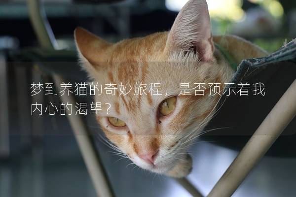 梦到养猫的奇妙旅程，是否预示着我内心的渴望？