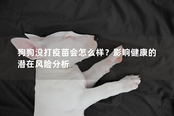 狗狗没打疫苗会怎么样？影响健康的潜在风险分析