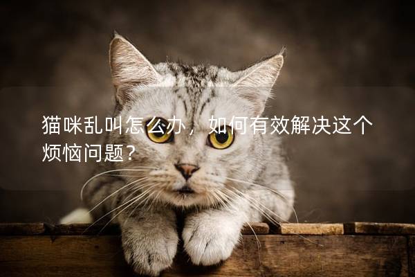 猫咪乱叫怎么办，如何有效解决这个烦恼问题？