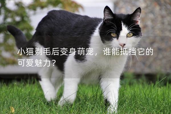 小猫剃毛后变身萌宠，谁能抵挡它的可爱魅力？