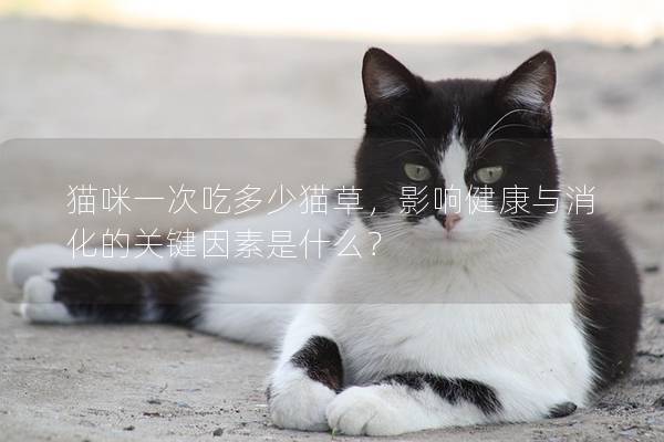 猫咪一次吃多少猫草，影响健康与消化的关键因素是什么？