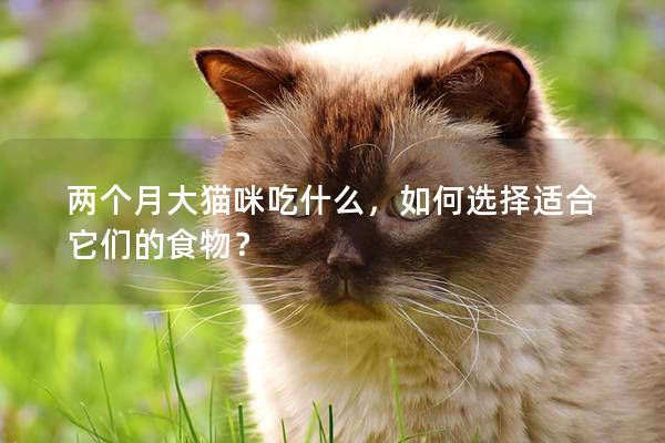 两个月大猫咪吃什么，如何选择适合它们的食物？