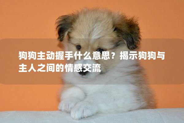 狗狗主动握手什么意思？揭示狗狗与主人之间的情感交流