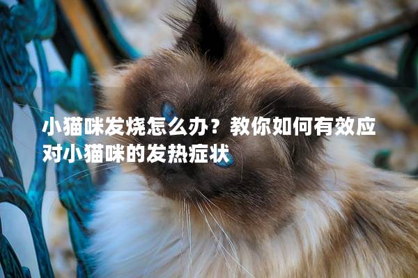 小猫咪发烧怎么办？教你如何有效应对小猫咪的发热症状