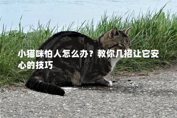 小猫咪怕人怎么办？教你几招让它安心的技巧