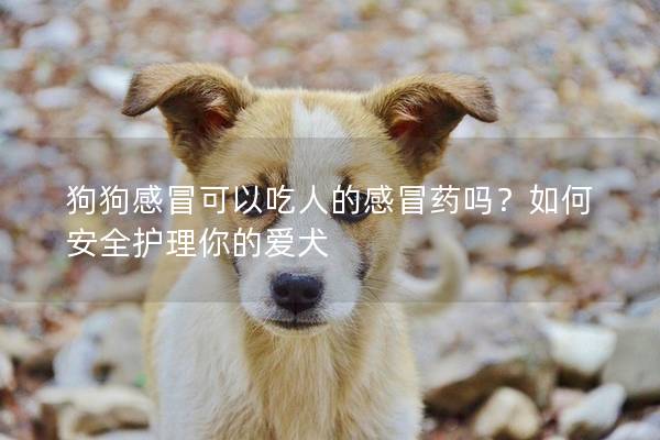 狗狗感冒可以吃人的感冒药吗？如何安全护理你的爱犬