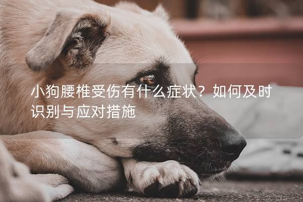 小狗腰椎受伤有什么症状？如何及时识别与应对措施