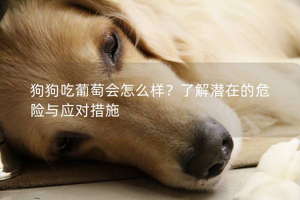 狗狗吃葡萄会怎么样？了解潜在的危险与应对措施