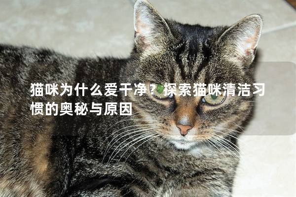 猫咪为什么爱干净？探索猫咪清洁习惯的奥秘与原因