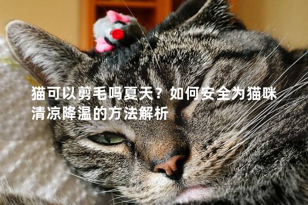 猫可以剪毛吗夏天？如何安全为猫咪清凉降温的方法解析