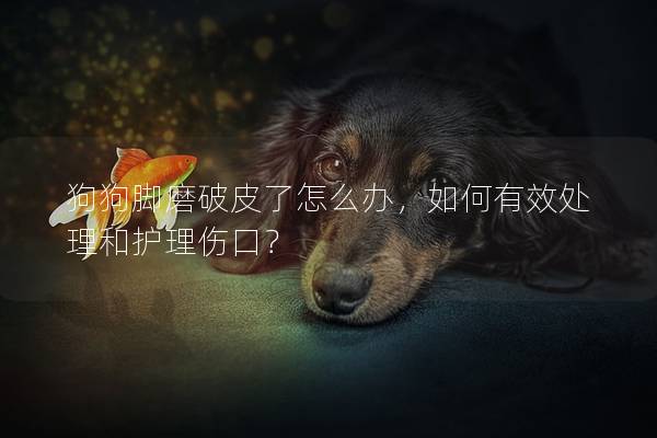 狗狗脚磨破皮了怎么办，如何有效处理和护理伤口？