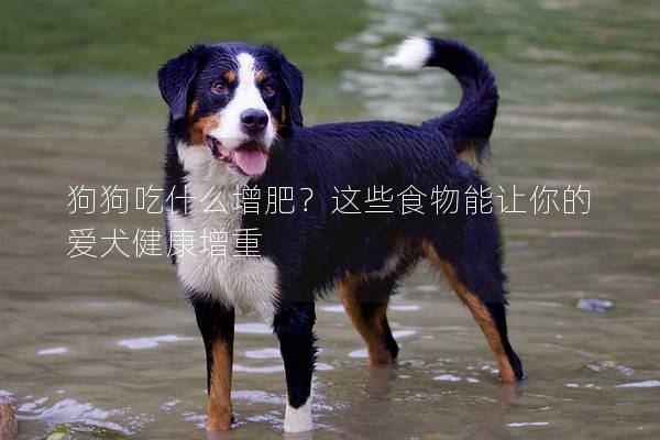 狗狗吃什么增肥？这些食物能让你的爱犬健康增重