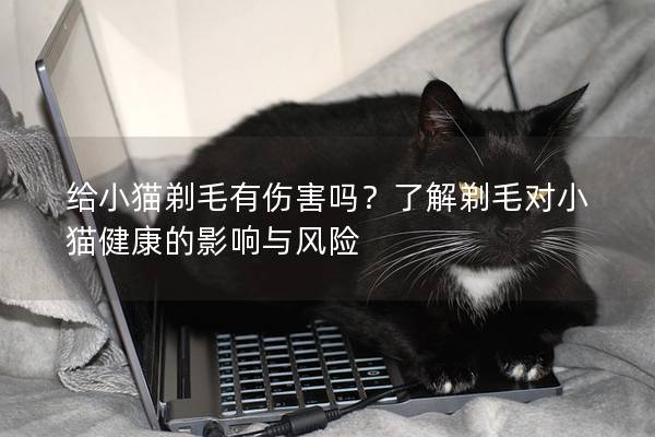 给小猫剃毛有伤害吗？了解剃毛对小猫健康的影响与风险