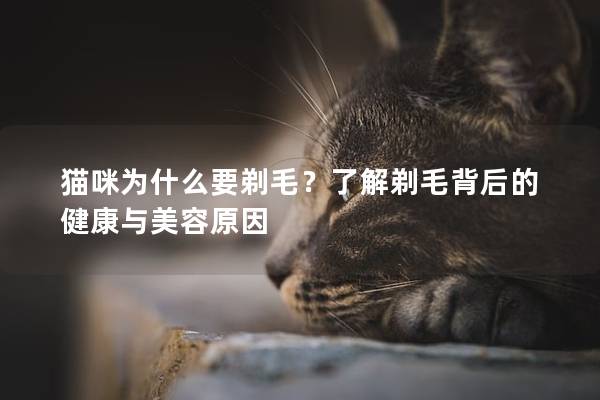 猫咪为什么要剃毛？了解剃毛背后的健康与美容原因