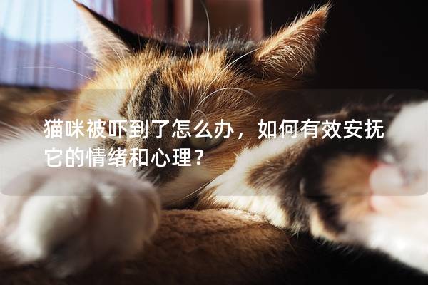 猫咪被吓到了怎么办，如何有效安抚它的情绪和心理？