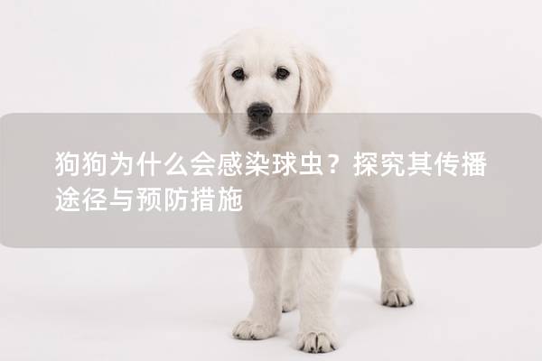 狗狗为什么会感染球虫？探究其传播途径与预防措施