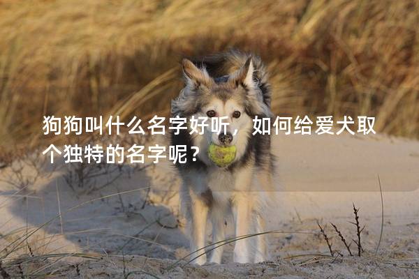 狗狗叫什么名字好听，如何给爱犬取个独特的名字呢？