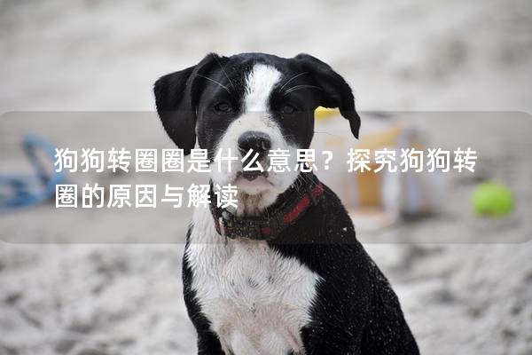 狗狗转圈圈是什么意思？探究狗狗转圈的原因与解读