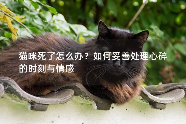 猫咪死了怎么办？如何妥善处理心碎的时刻与情感