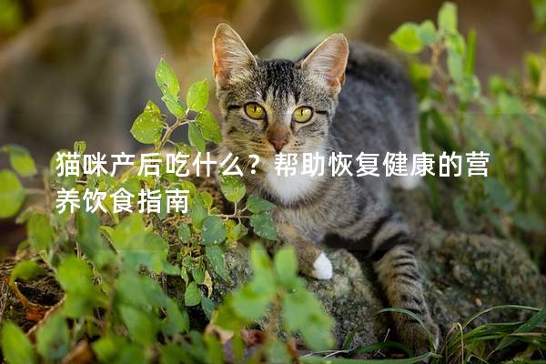 猫咪产后吃什么？帮助恢复健康的营养饮食指南