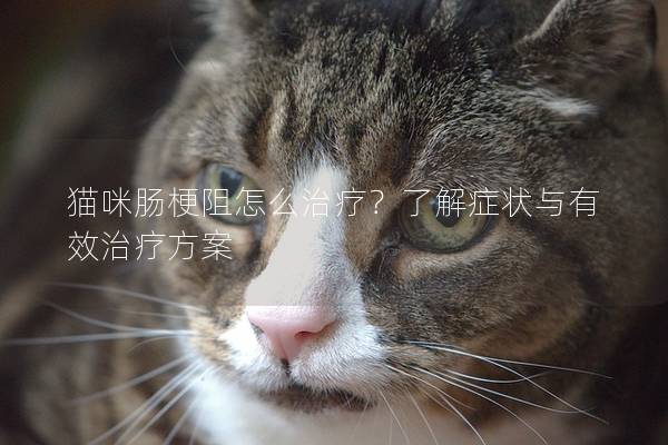 猫咪肠梗阻怎么治疗？了解症状与有效治疗方案