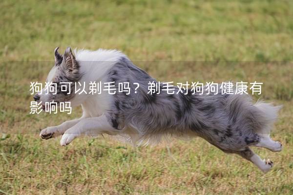 狗狗可以剃毛吗？剃毛对狗狗健康有影响吗