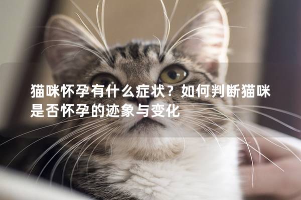 猫咪怀孕有什么症状？如何判断猫咪是否怀孕的迹象与变化