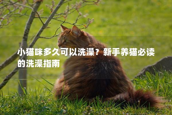 小猫咪多久可以洗澡？新手养猫必读的洗澡指南