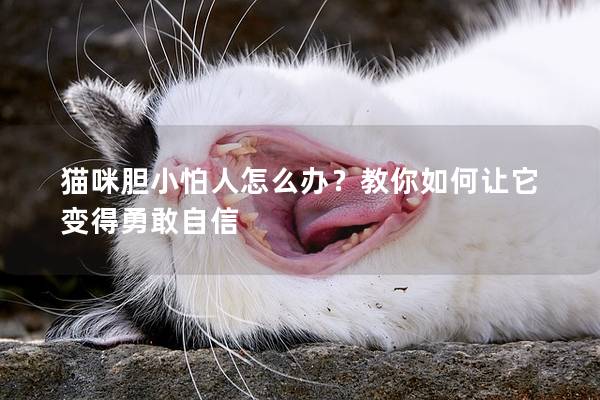 猫咪胆小怕人怎么办？教你如何让它变得勇敢自信