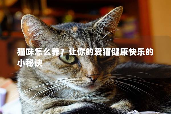 猫咪怎么养？让你的爱猫健康快乐的小秘诀