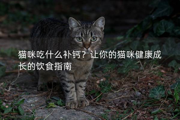 猫咪吃什么补钙？让你的猫咪健康成长的饮食指南