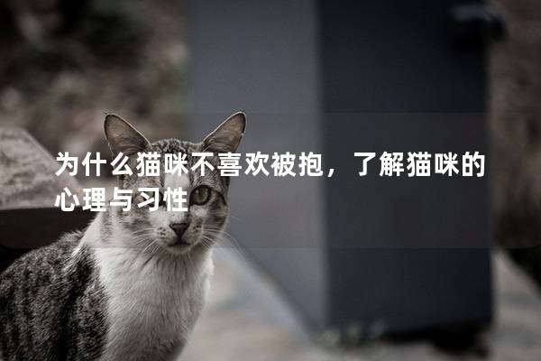 为什么猫咪不喜欢被抱，了解猫咪的心理与习性