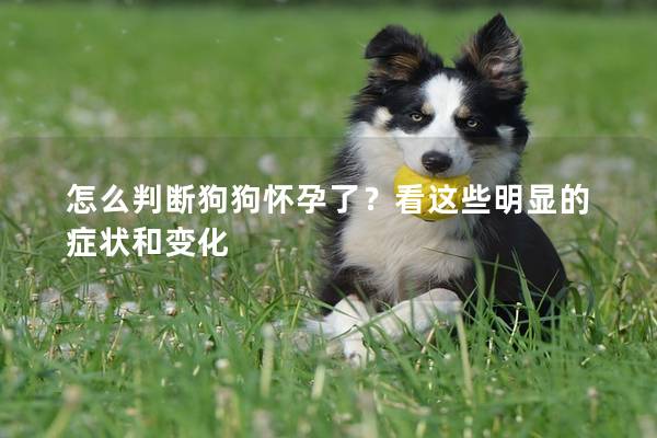 怎么判断狗狗怀孕了？看这些明显的症状和变化