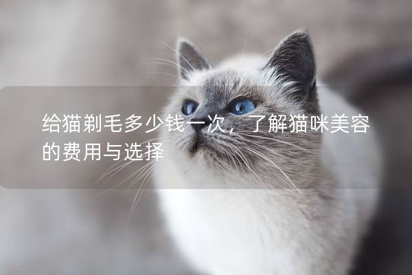 给猫剃毛多少钱一次，了解猫咪美容的费用与选择