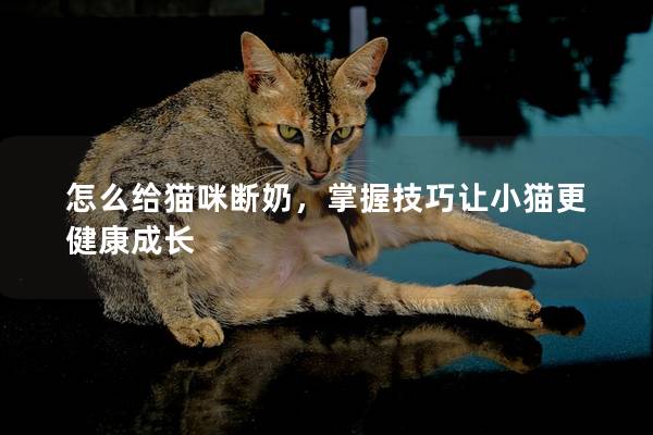 怎么给猫咪断奶，掌握技巧让小猫更健康成长