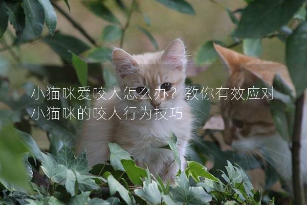 小猫咪爱咬人怎么办？教你有效应对小猫咪的咬人行为技巧