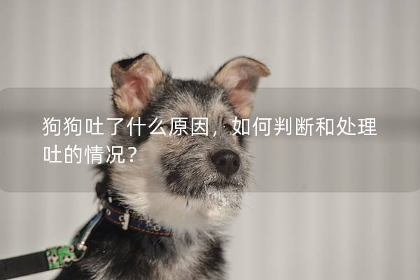 狗狗吐了什么原因，如何判断和处理吐的情况？