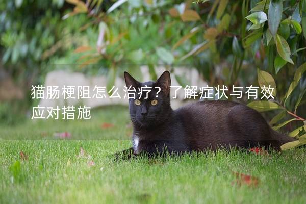 猫肠梗阻怎么治疗？了解症状与有效应对措施