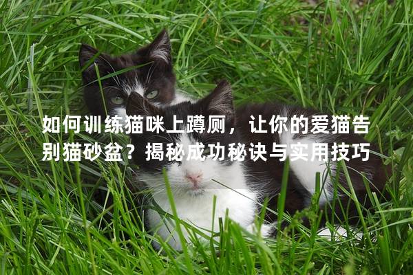 如何训练猫咪上蹲厕，让你的爱猫告别猫砂盆？揭秘成功秘诀与实用技巧