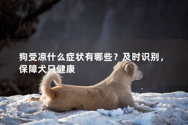 狗受凉什么症状有哪些？及时识别，保障犬只健康