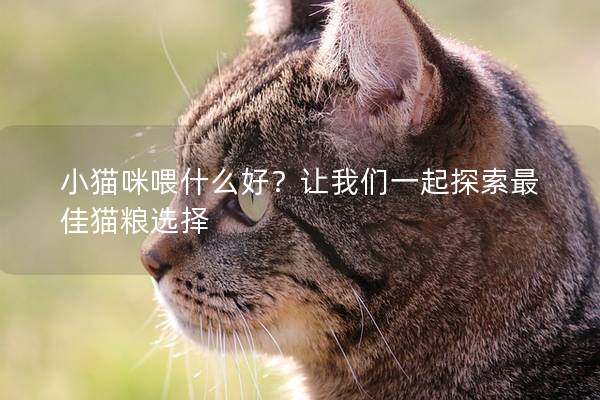 小猫咪喂什么好？让我们一起探索最佳猫粮选择