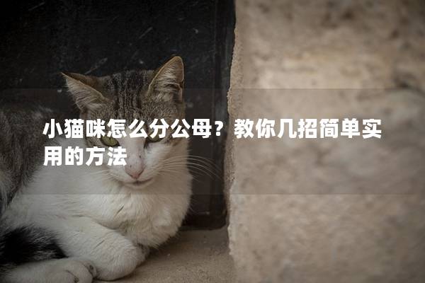 小猫咪怎么分公母？教你几招简单实用的方法