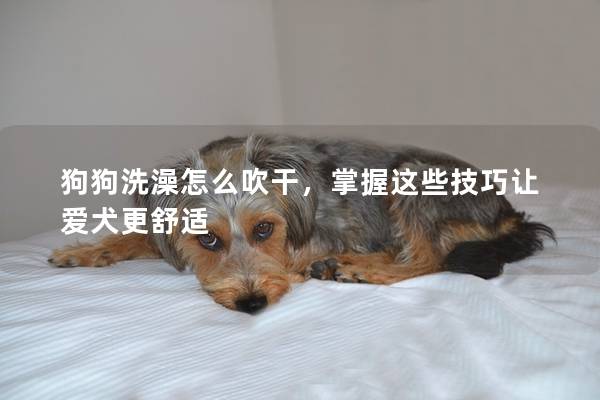 狗狗洗澡怎么吹干，掌握这些技巧让爱犬更舒适