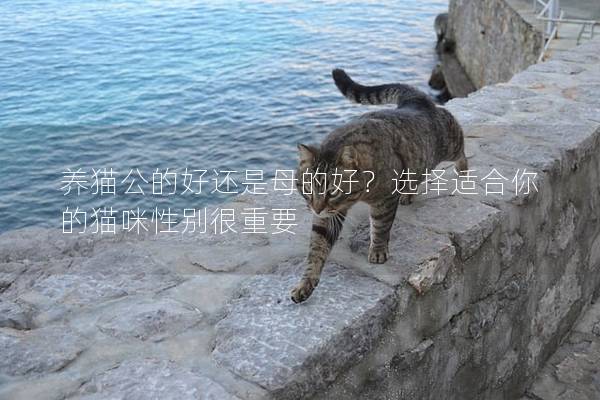 养猫公的好还是母的好？选择适合你的猫咪性别很重要