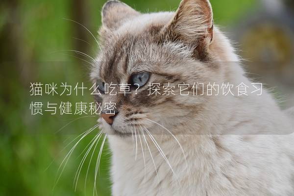 猫咪为什么吃草？探索它们的饮食习惯与健康秘密