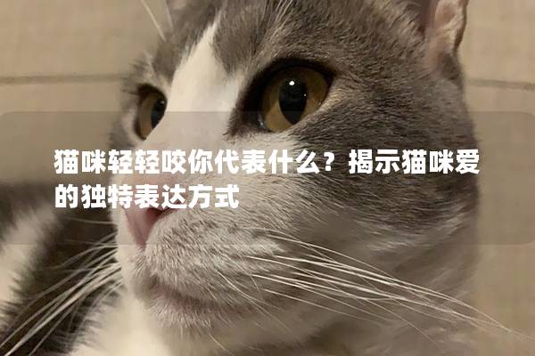 猫咪轻轻咬你代表什么？揭示猫咪爱的独特表达方式