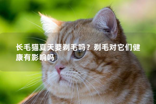 长毛猫夏天要剃毛吗？剃毛对它们健康有影响吗