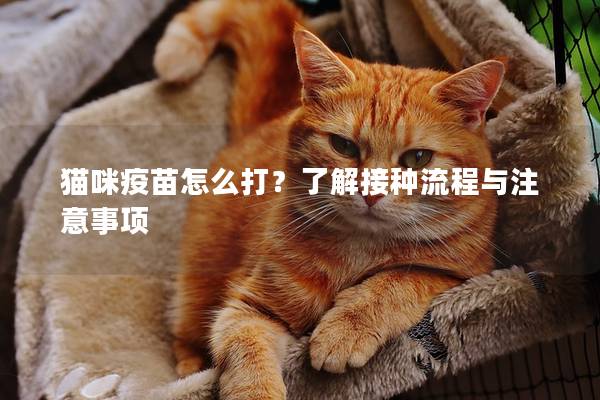 猫咪疫苗怎么打？了解接种流程与注意事项